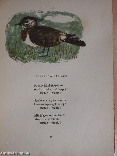 Kis verses állatvilág