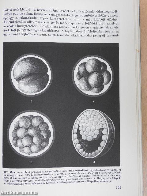 Az emberi test 1-2.