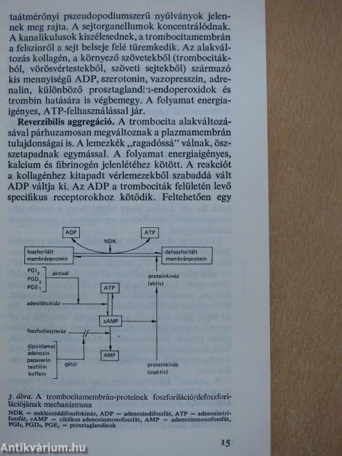 Újszülöttkori hemosztázis és zavarai (dedikált példány)