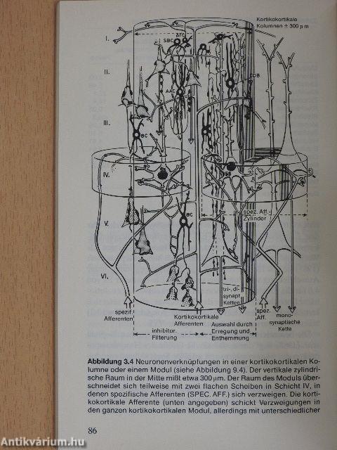 Die Evolution des Gehirns - die Erschaffung des Selbst