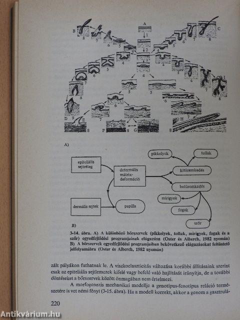 Az evolúció frontvonalai