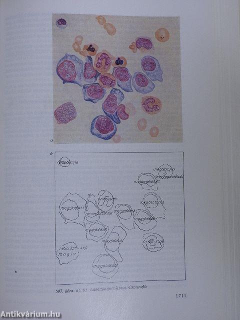 A belgyógyászat alapvonalai 1-2.
