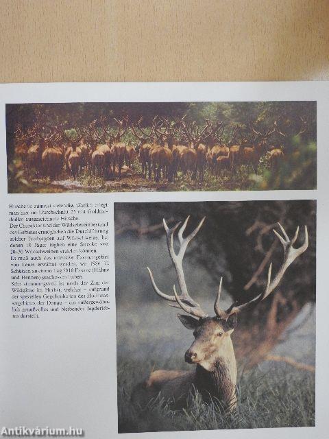 Jagdmöglichkeiten in den Ungarischen Forstverwaltungen
