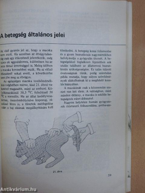 Gondoskodás a macskáról