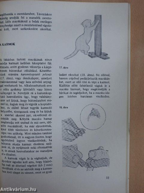 Gondoskodás a macskáról