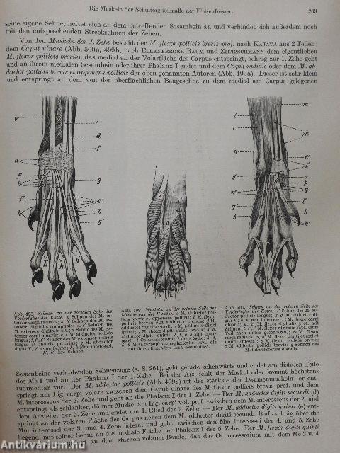 Handbuch der Vergleichenden Anatomie der Haustiere