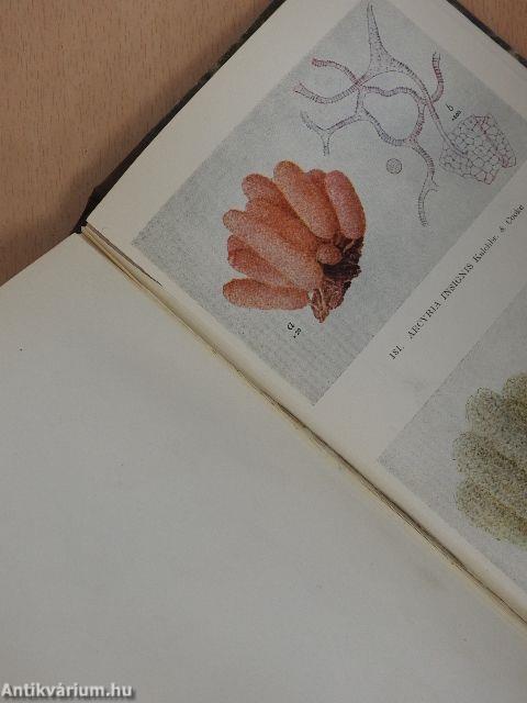 A monograph of the mycetozoa