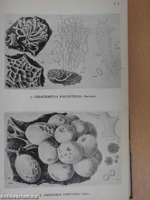 A monograph of the mycetozoa