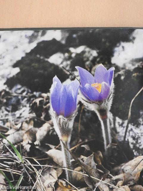 Tavasztól télig a természetről