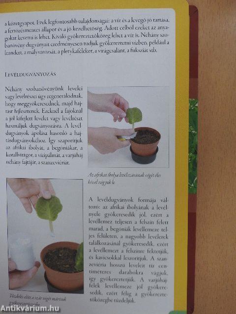 Szobanövények kislexikona A-tól Z-ig