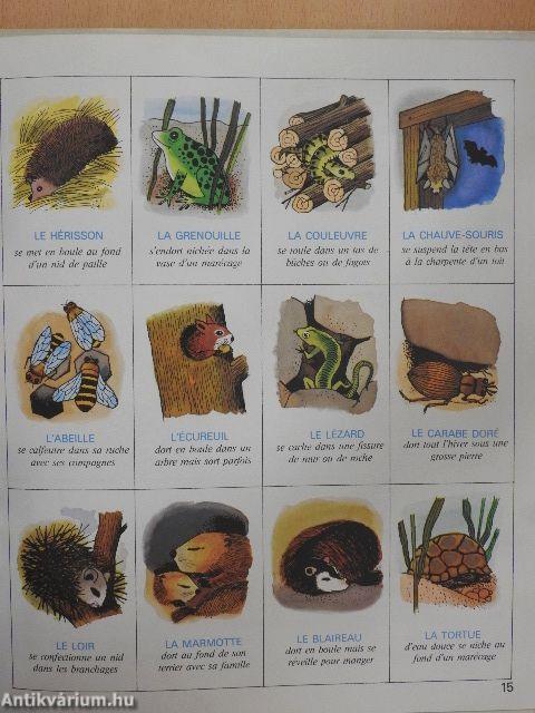 Petit Tom découvre les saisons