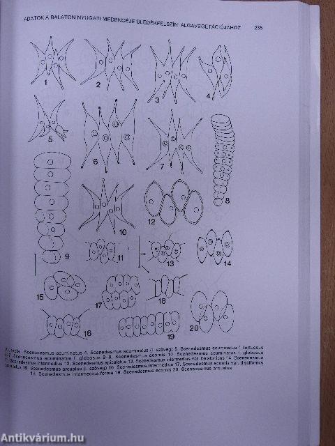 Somogyi múzeumok közleményei 1996.