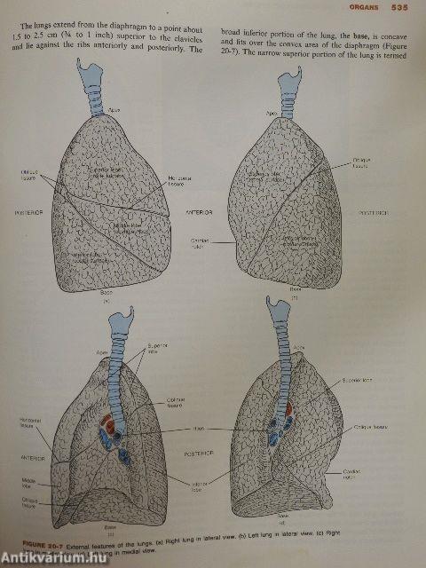 Principles of Human Anatomy