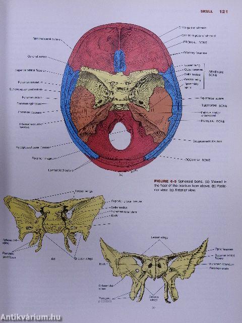 Principles of Human Anatomy