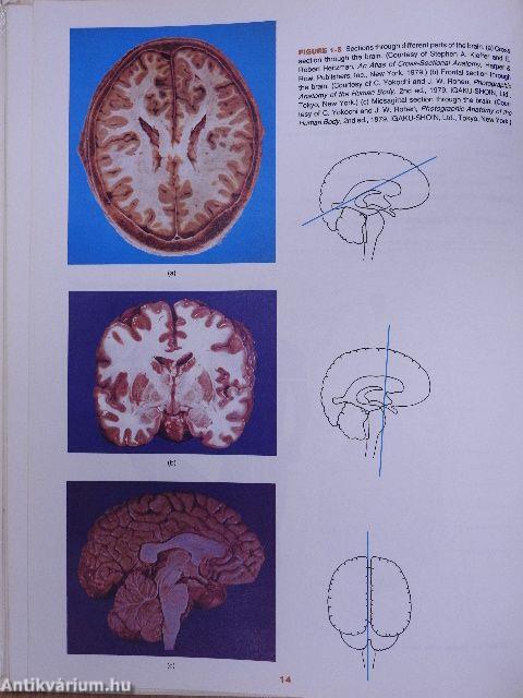 Principles of Human Anatomy