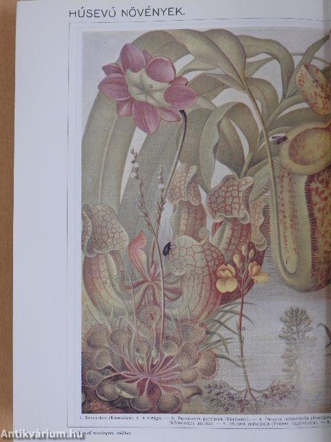 Révai nagy lexikona 10. (töredék)