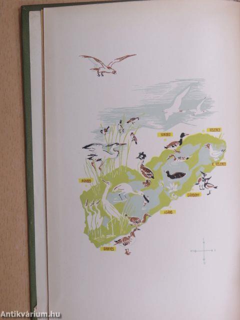 Város, esti fényben