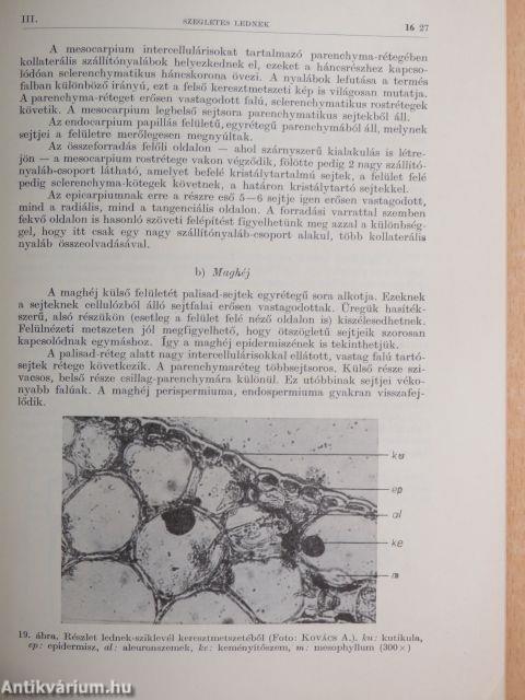 A szegletes lednek