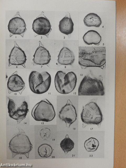 Dinoflagellate Studies IV.