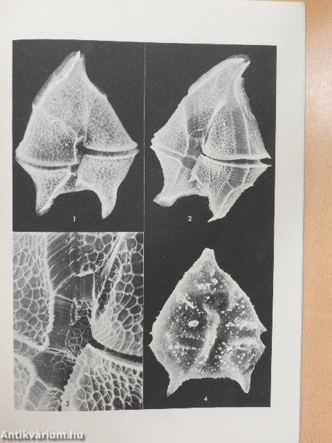 Dinoflagellate Studies IV.