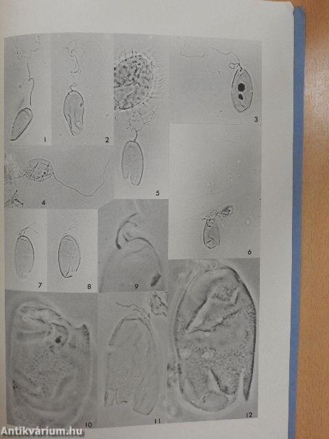 The Cretaceous Microfossil Ophibolus Lapidaris O. Wetzel and Its Flagellumlike Filaments