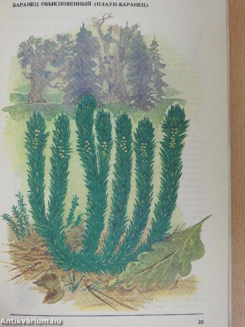 A növények vörös könyvének lapjain keresztül (orosz nyelvű)