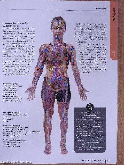 Anatómia és sportmasszázs