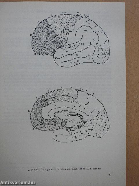 Neurológia, neuropszichológia