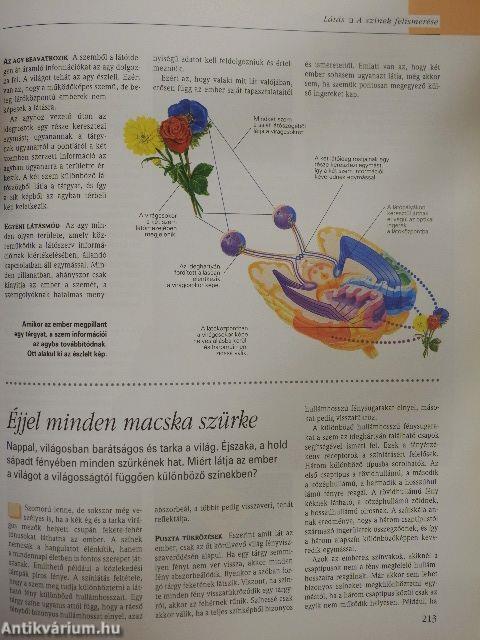 A csodálatos emberi test