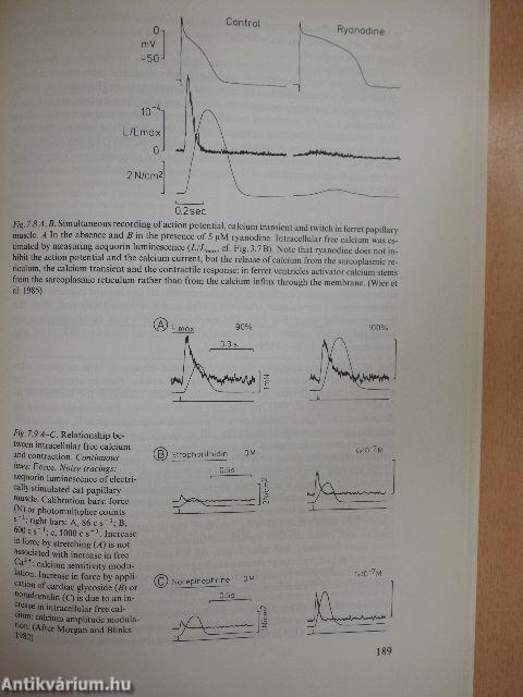 Calcium in Muscle Activation