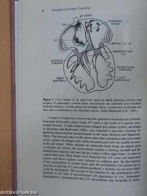 Principles of Cardiac Toxicology