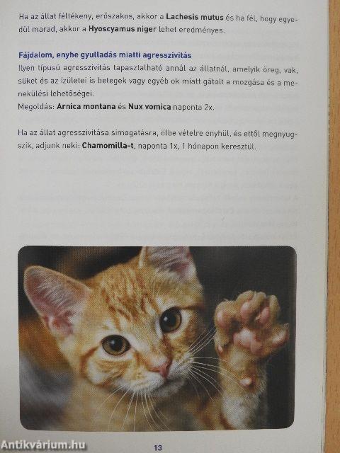 "Kutyabaj és macskajaj" homeopátiás kezelése