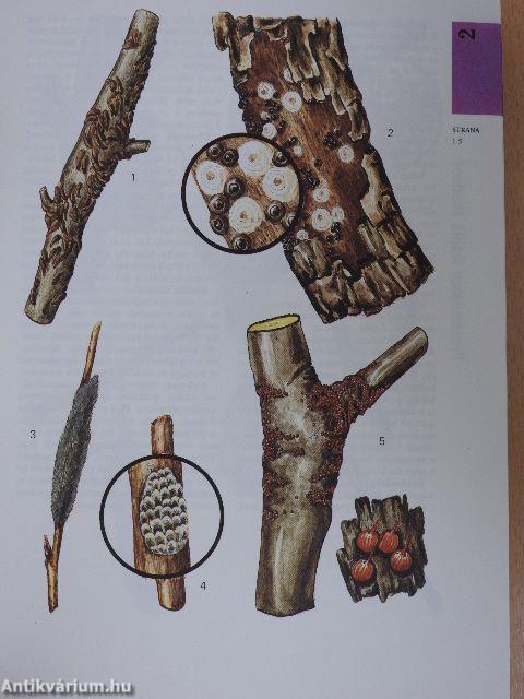 Atlas chorob a skodcov ovocnych drevín a vinica