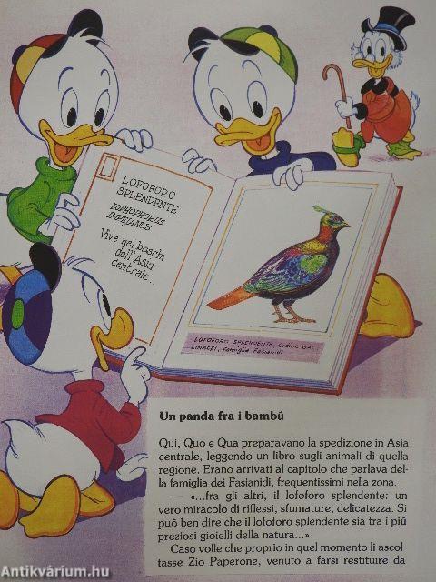 Un panda tra i bambú