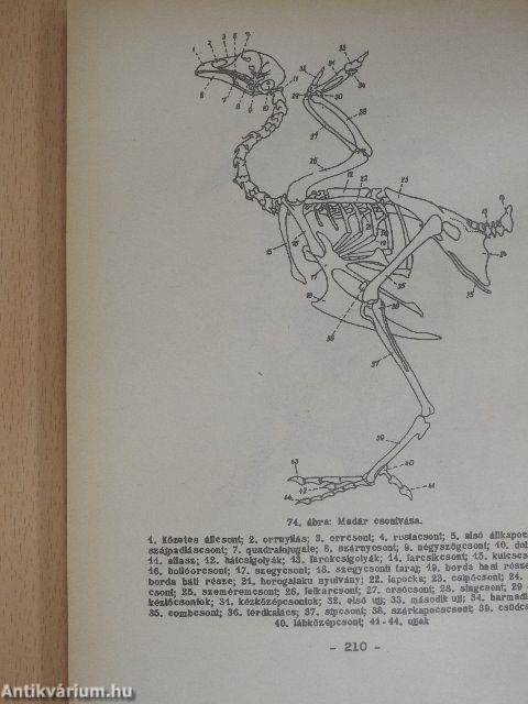 Összehasonlító állatszervezettani gyakorlatok