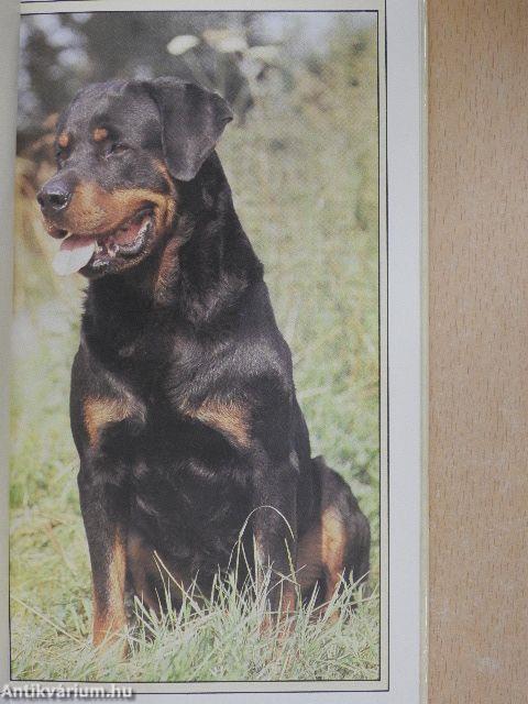 A rottweiler