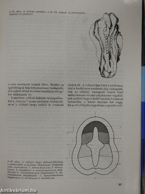 Az újszülött 1-3.