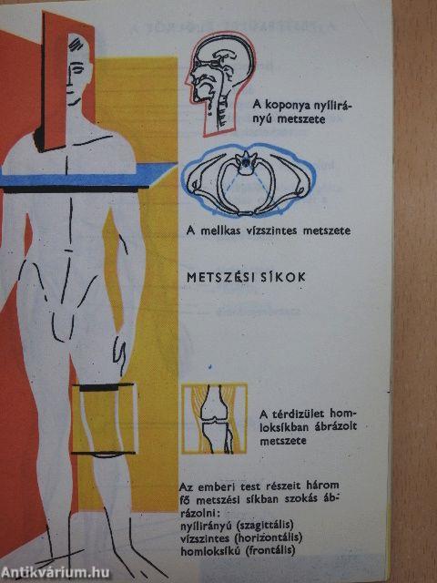 Az emberi test képekben