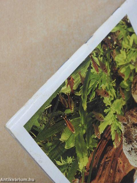 Az akvárium egy elbűvölő vizivilág lakásunkban