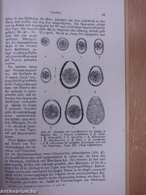 Grundriss der Protozoologie