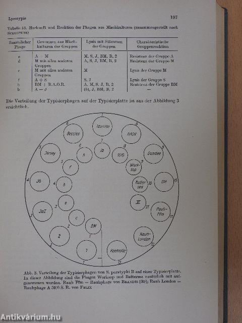 Enterobacteriaceae-Infektionen