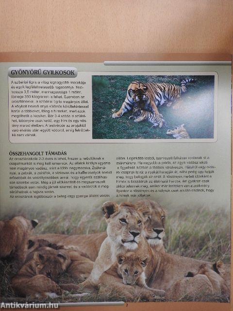 Állati családok