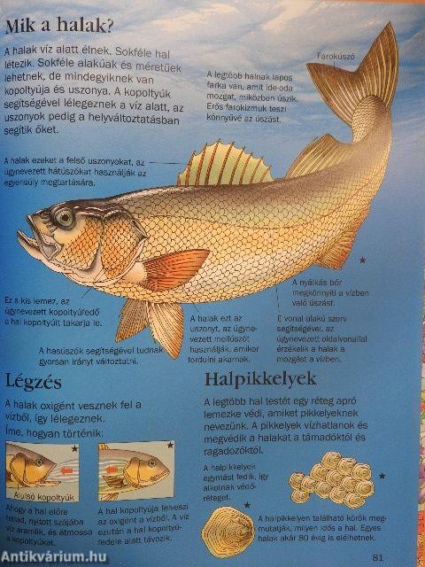 Gyermekenciklopédia