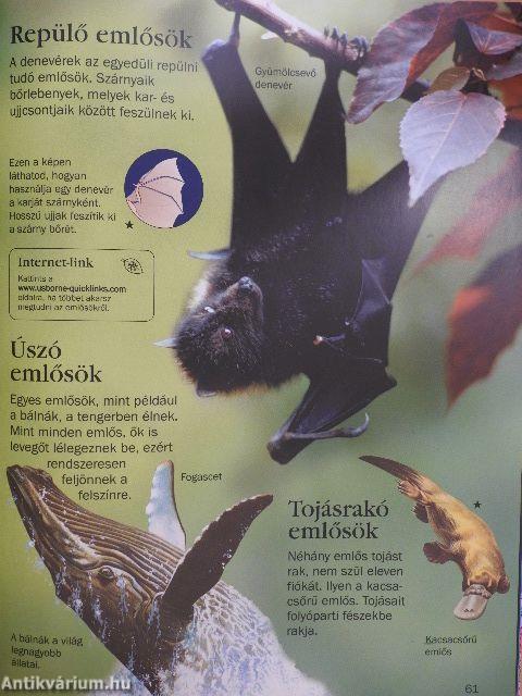 Gyermekenciklopédia