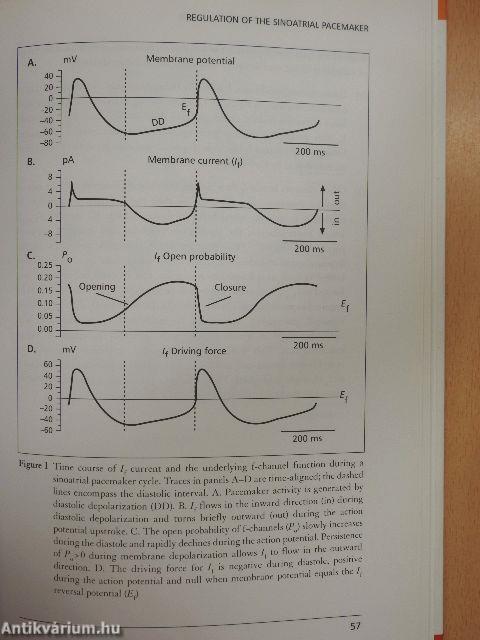 Heart Rate Management in Stable Angina