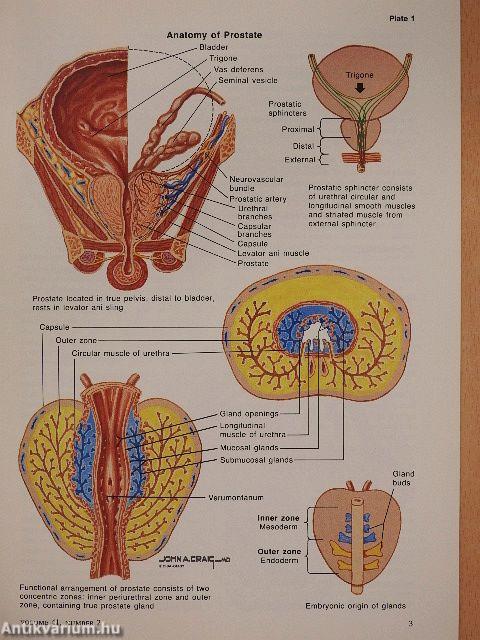 Clinical Symposia 2/1989