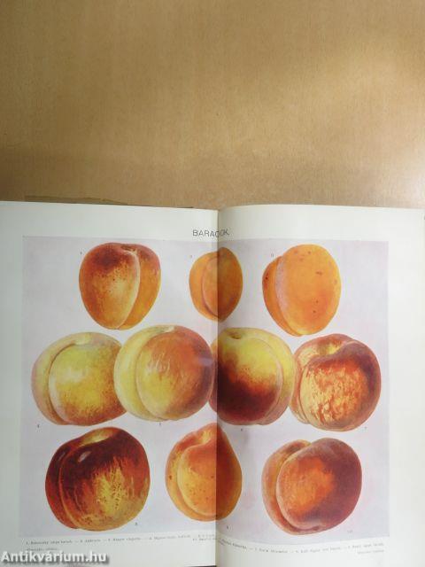 Révai nagy lexikona 2. (töredék)