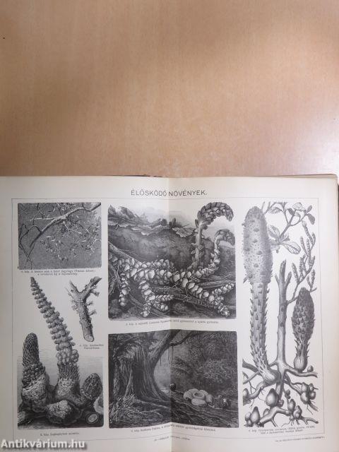 A Pallas Nagy Lexikona VI. (töredék)