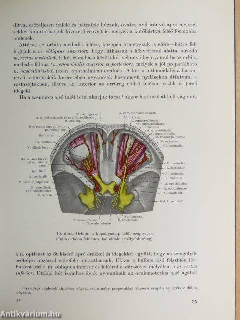 Tájanatómia