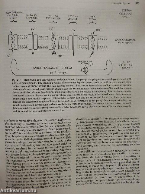 Cardiovascular Pharmacology and Therapeutics